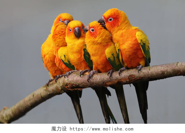 色彩鲜艳的鹦鹉坐在树枝上在自然界中的太阳鹦鹉 